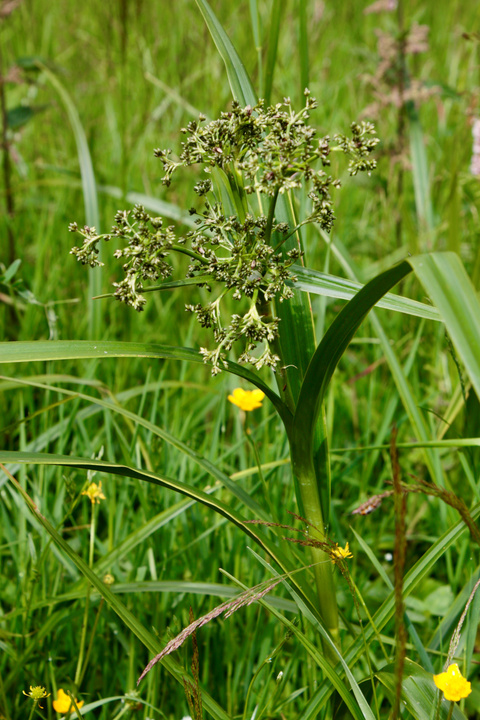 Waldmarbel