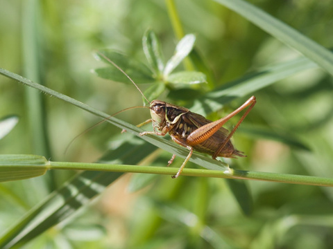 Roesels Beissschrecke